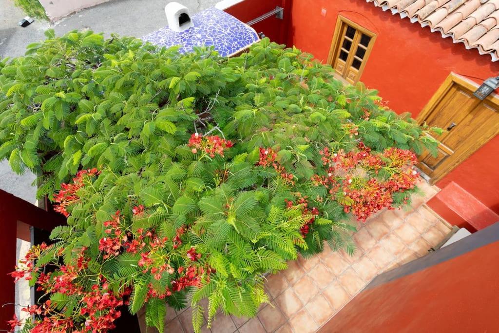 Rural House With Traditional Architecture S. XIX サンタクルスデテネリフェ エクステリア 写真